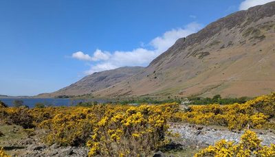 Spring gorse below the Lakeland fells