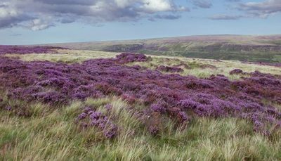 Heather in bloom on the North York Moors