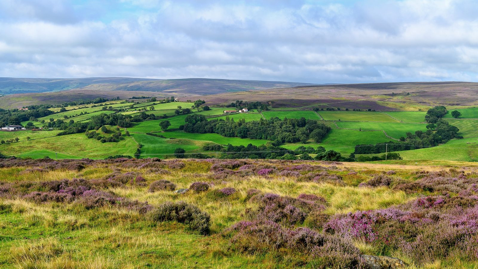 Heather moorland in flower on Blakey Ridge, with green fields and farms in the dale below